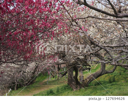 奈良広橋梅林の梅景色 奈良広橋梅林の梅景色 127694626