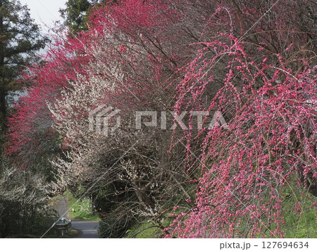 奈良広橋梅林の梅景色 奈良広橋梅林の梅景色 127694634