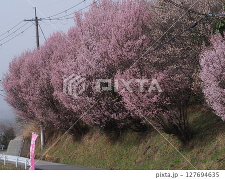 奈良広橋梅林の梅景色 奈良広橋梅林の梅景色 127694635