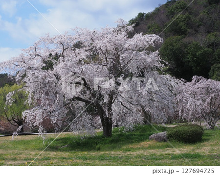 嵯峨野平安郷の桜 127694725
