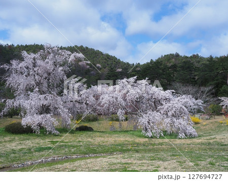 嵯峨野平安郷の桜 嵯峨野平安郷の桜 127694727
