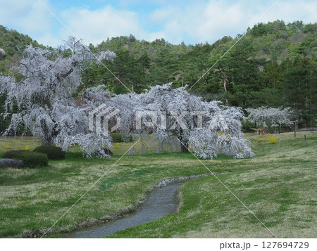 嵯峨野平安郷の桜 嵯峨野平安郷の桜 127694729