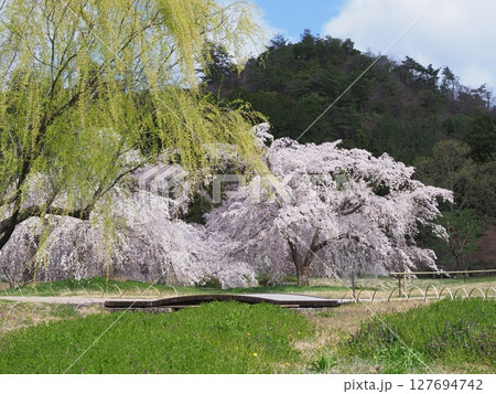 嵯峨野平安郷の桜 127694742