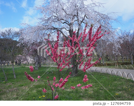 嵯峨野平安郷の桜 嵯峨野平安郷の桜 127694759