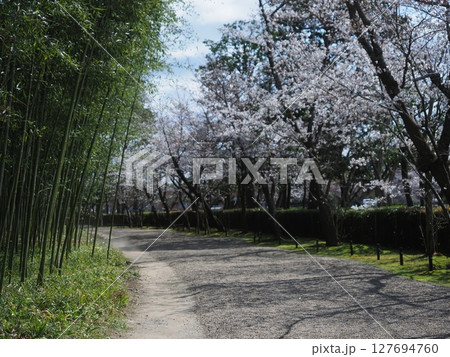 嵯峨野平安郷の桜 嵯峨野平安郷の桜 127694760