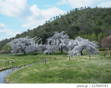 嵯峨野平安郷の桜 127694763