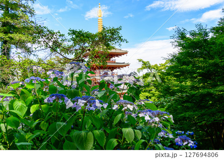 東京都日野市　高幡不動尊あじさいまつり　2025 127694806