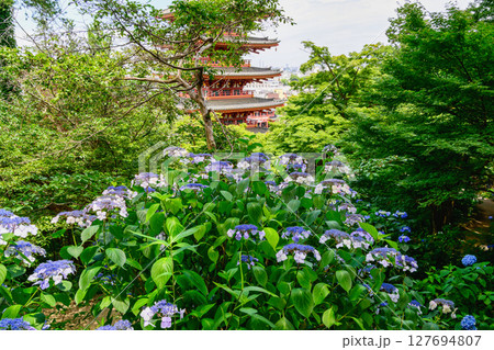 東京都日野市　高幡不動尊あじさいまつり　2025 127694807
