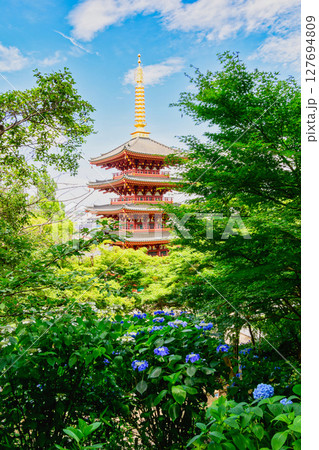 東京都日野市 高幡不動尊あじさいまつり 2025 東京都日野市 高幡不動尊あじさいまつり 2025 127694809