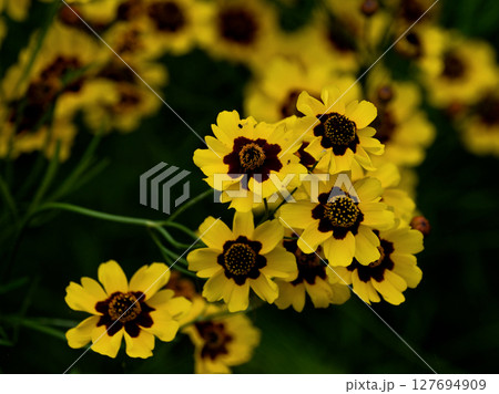 帰化植物キク科ハルシャギクの群生 127694909