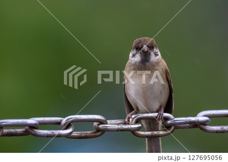 雨降りの中で記念撮影をするイケメンすずめ 127695056