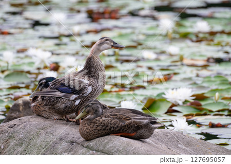 睡蓮で埋め尽くされた池と岩場の鴨 127695057