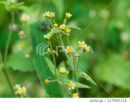 帰化植物キク科ハキダメギク群生 127695158