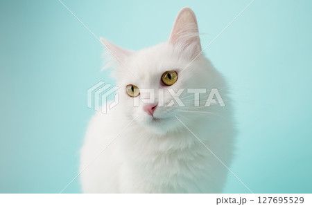 Turkish angora cat posing on light blue background Turkish angora cat posing on light blue background 127695529