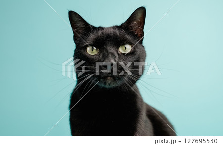 Black cat posing on light blue background Black cat posing on light blue background 127695530