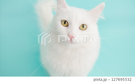 Turkish angora cat posing on light blue background 127695532