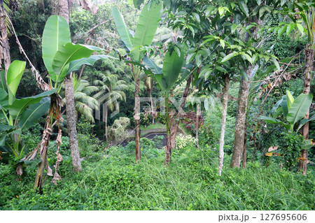 インドネシア　バリ島　ウブド　ゴアガジャ遺跡 127695606