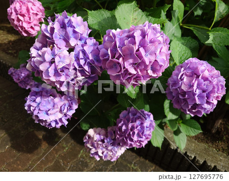 梅雨の晴れ間に咲く紫陽花 127695776