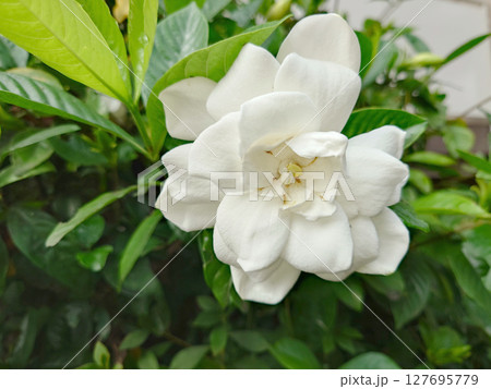 八重のクチナシの花 八重のクチナシの花 127695779