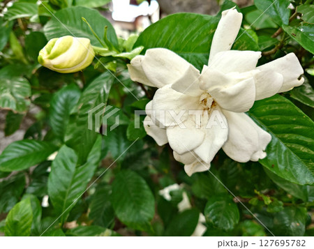八重の白いクチナシの花とつぼみ 八重の白いクチナシの花とつぼみ 127695782