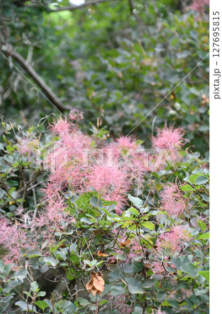 スモークツリー Smoke tree スモークツリー Smoke tree 127695815