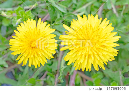 家の周りの草花　四季の色々　野原に可愛い黄色の小さなタンポポの花が咲きました 127695906