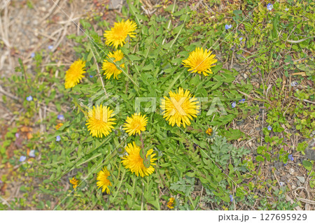 家の周りの草花 四季の色々 野原に可愛い黄色の小さなタンポポの花が咲きました 家の周りの草花 四季の色々 野原に可愛い黄色の小さなタンポポの花が咲きました 127695929