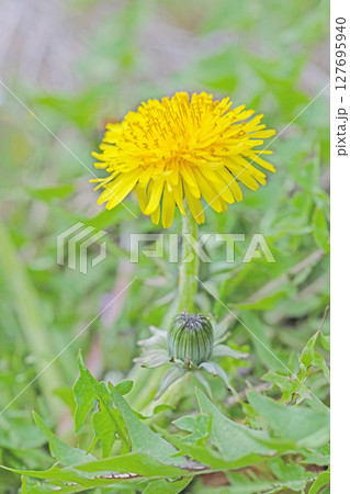 家の周りの草花　四季の色々　野原に可愛い黄色の小さなタンポポの花が咲きました 127695940
