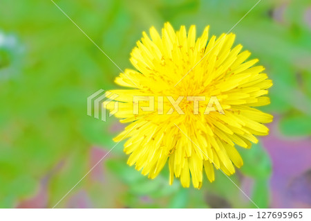 家の周りの草花 四季の色々 野原に可愛い黄色の小さなタンポポの花が咲きました 家の周りの草花 四季の色々 野原に可愛い黄色の小さなタンポポの花が咲きました 127695965