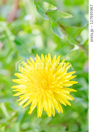 家の周りの草花 四季の色々 野原に可愛い黄色の小さなタンポポの花が咲きました 家の周りの草花 四季の色々 野原に可愛い黄色の小さなタンポポの花が咲きました 127695967