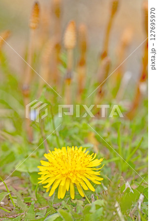家の周りの草花　四季の色々　野原に可愛い黄色の小さなタンポポの花が咲きました 127695970