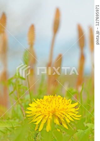 家の周りの草花 四季の色々 野原に可愛い黄色の小さなタンポポの花が咲きました 家の周りの草花 四季の色々 野原に可愛い黄色の小さなタンポポの花が咲きました 127695971