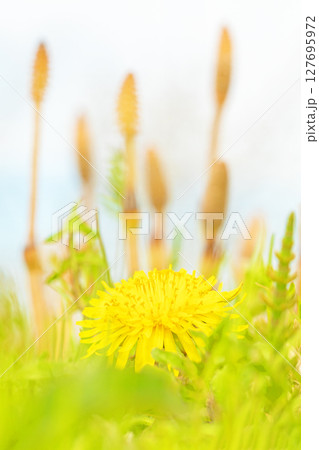 家の周りの草花　四季の色々　野原に可愛い黄色の小さなタンポポの花が咲きました 127695972