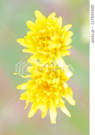 家の周りの草花 四季の色々 野原に可愛い黄色の小さなタンポポの花が咲きました 家の周りの草花 四季の色々 野原に可愛い黄色の小さなタンポポの花が咲きました 127695980