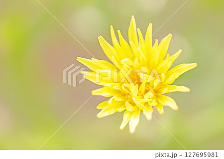 家の周りの草花 四季の色々 野原に可愛い黄色の小さなタンポポの花が咲きました 家の周りの草花 四季の色々 野原に可愛い黄色の小さなタンポポの花が咲きました 127695981