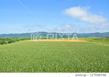JR北海道、根室本線の帯広駅から池田駅までの普通列車風景(2023年夏) 127696346