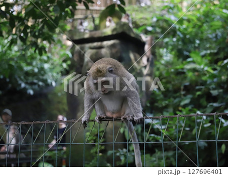バリ島　ウブド　モンキーフォレスト　サレン・アグン寺院 127696401