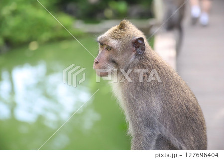 バリ島　ウブド　モンキーフォレスト　サレン・アグン寺院 127696404