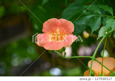 ノウゼンカズラ　Chinese trumpet vine 127696527