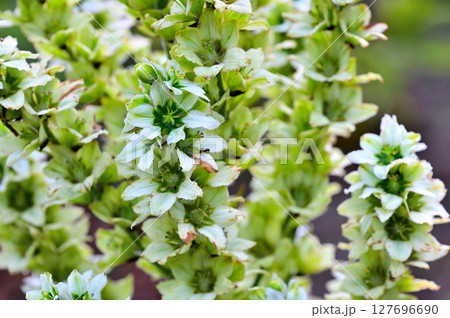 御坂山地の三ツ峠山　ユリ科　バイケイソウ 127696690