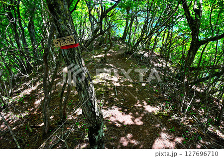 夏の御坂山地　ヤナ沢ノ頭の山頂 127696710