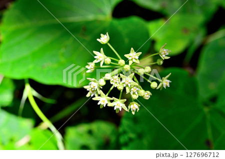 御坂山地の三ツ峠山 ガガイモ科イケマ 御坂山地の三ツ峠山 ガガイモ科イケマ 127696712