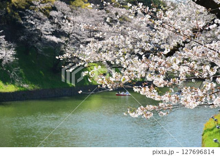皇居 千鳥ヶ淵の桜 皇居 千鳥ヶ淵の桜 127696814