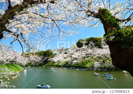 皇居　千鳥ヶ淵の桜 127696825