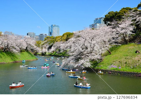 皇居 千鳥ヶ淵の桜 皇居 千鳥ヶ淵の桜 127696834
