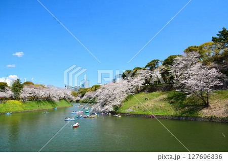 皇居　千鳥ヶ淵の桜 127696836