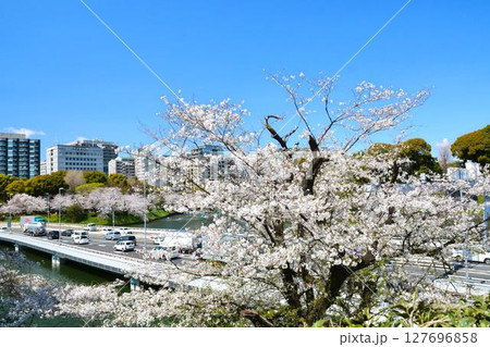 皇居　千鳥ヶ淵の桜 127696858