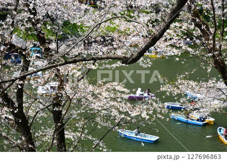 皇居　千鳥ヶ淵の桜 127696863