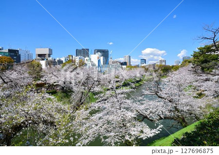 皇居　千鳥ヶ淵の桜 127696875