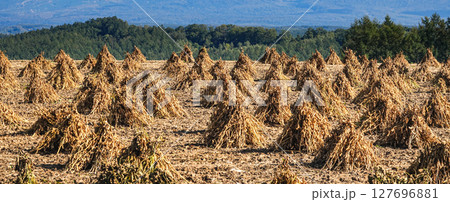 十勝岳連峰を背景に秋の豆のニオ積みの風景 127696881